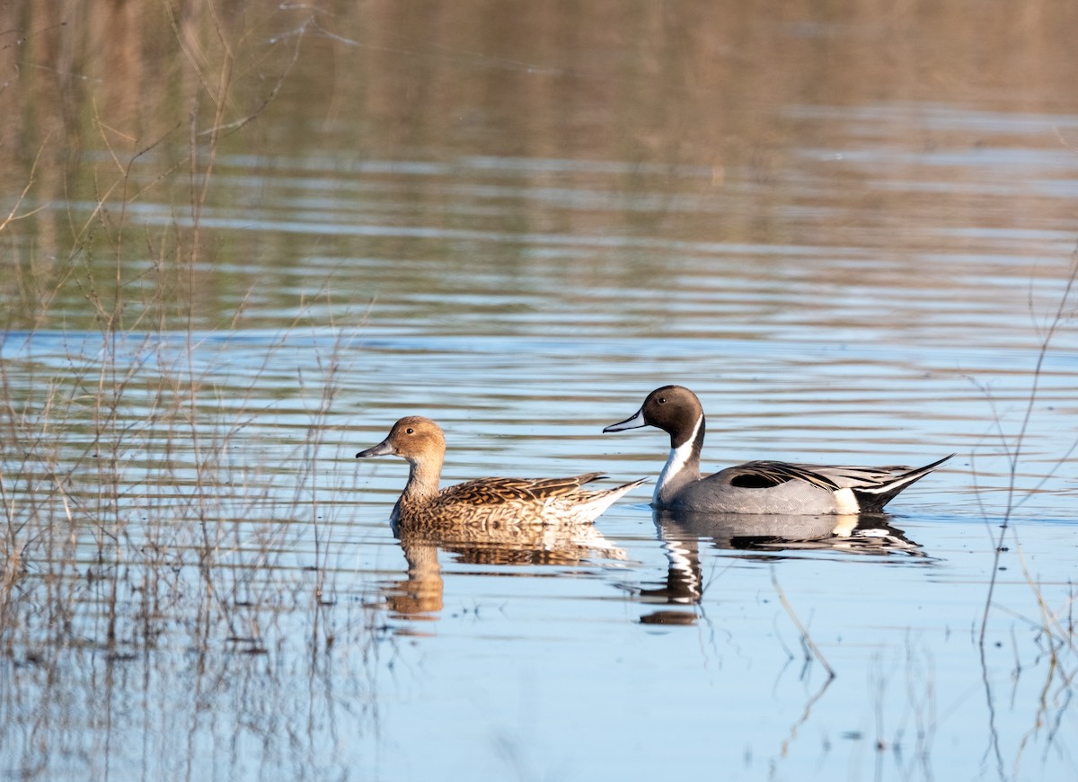 尖尾鴨 - ML645948429