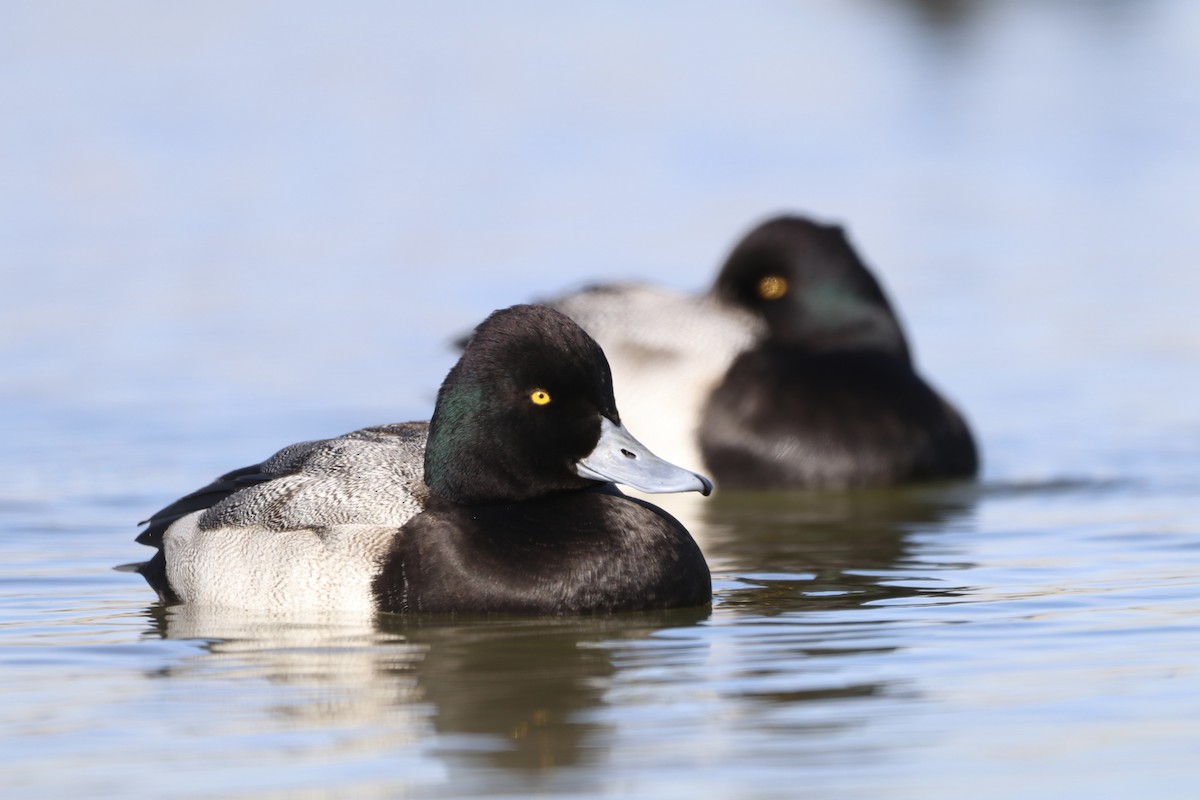 小斑背潛鴨 - ML645948430