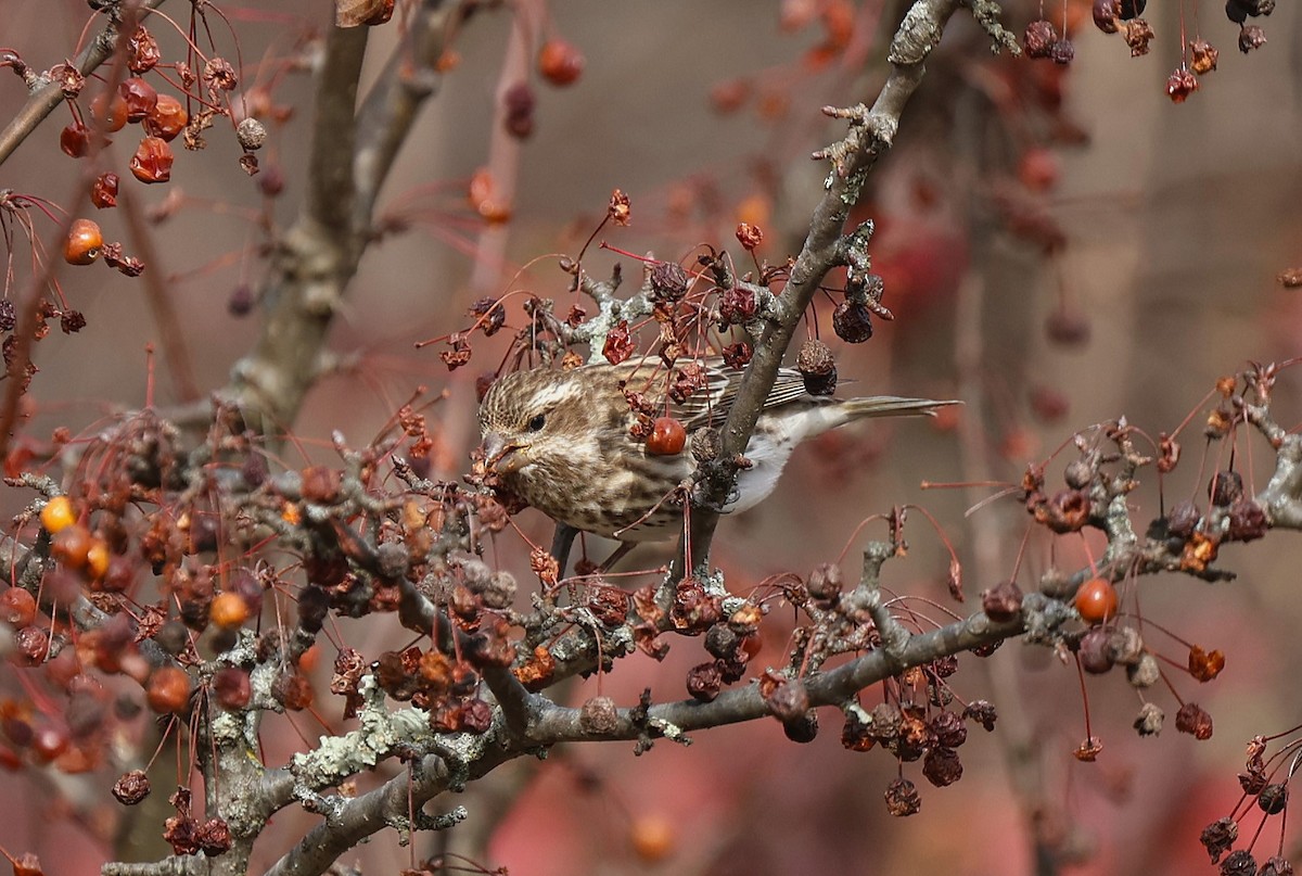 Purple Finch - ML645948431