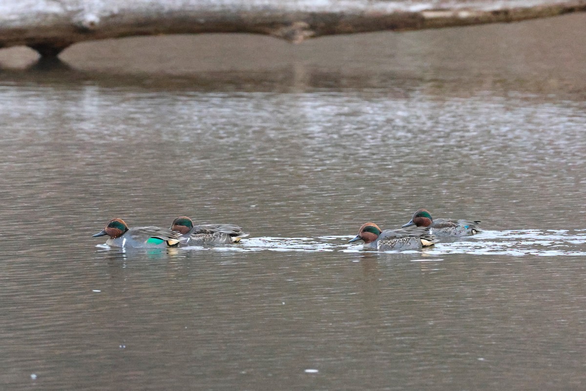 小水鴨 - ML645948432