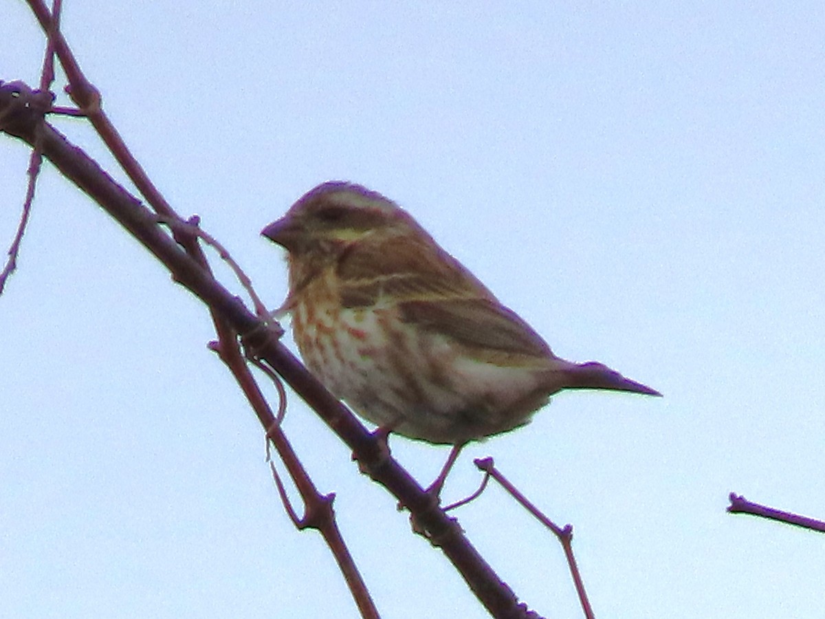Purple Finch - ML645948433