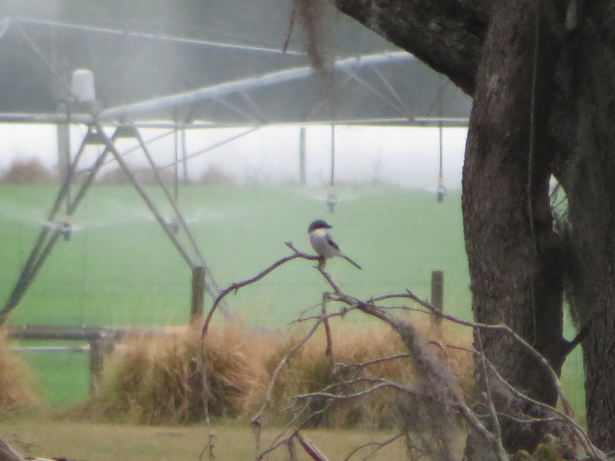 Loggerhead Shrike - ML645948434