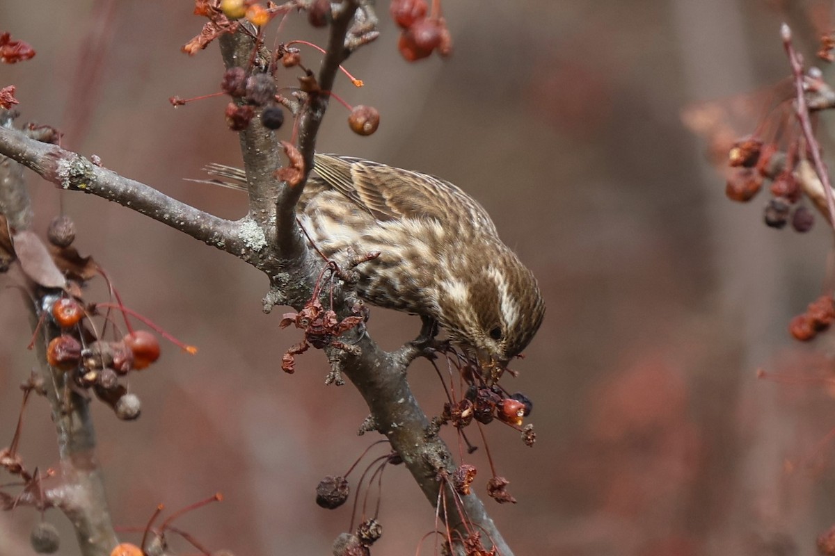 Purple Finch - ML645948435