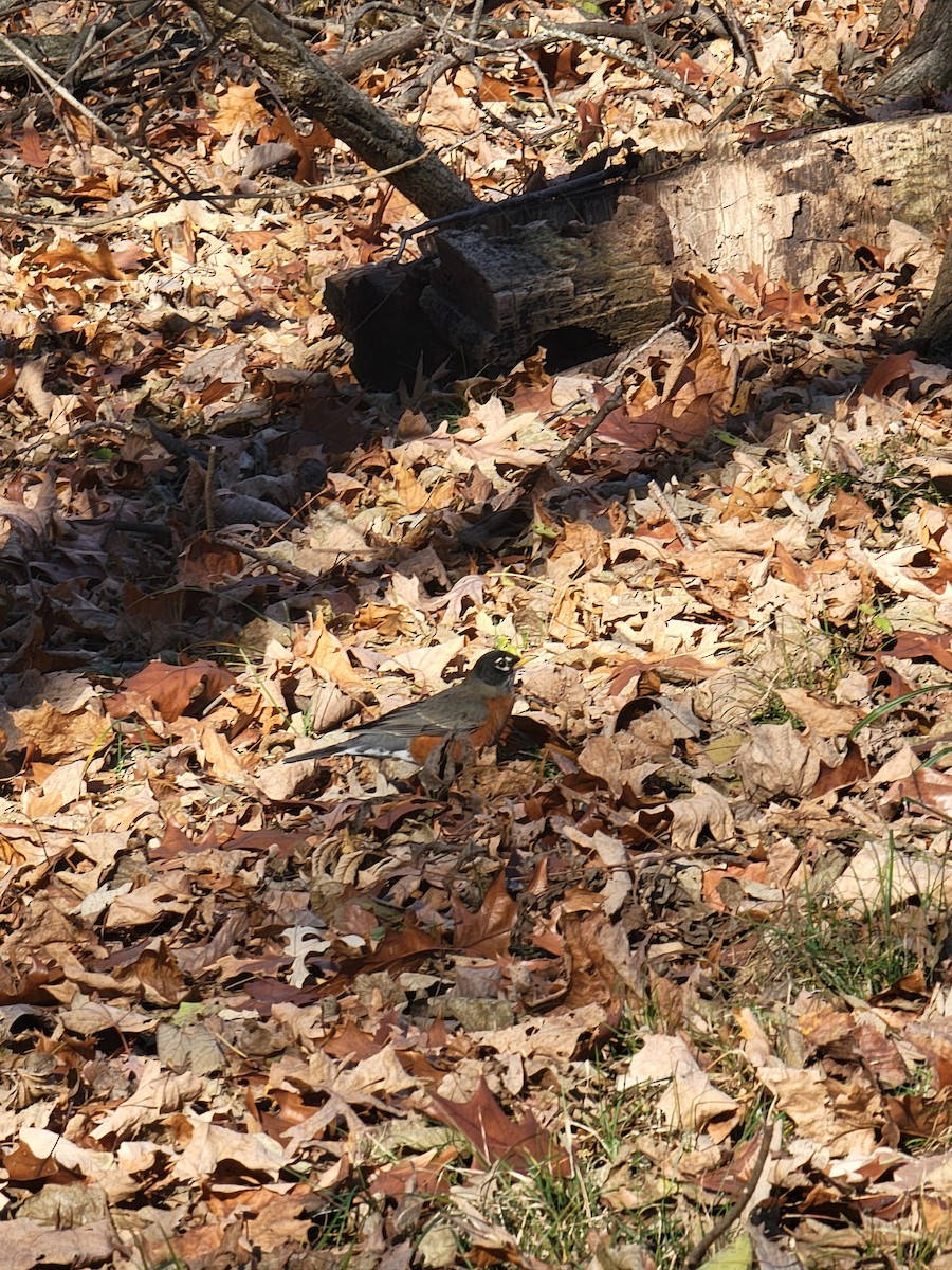 American Robin - ML645948437