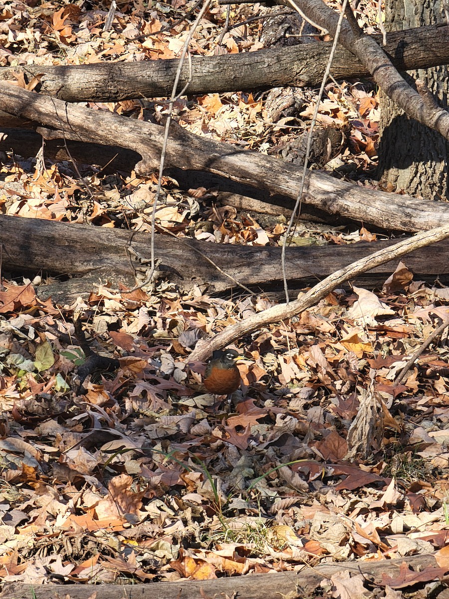 American Robin - ML645948439