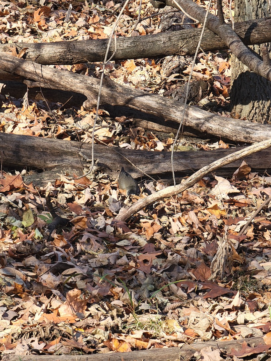 American Robin - ML645948440