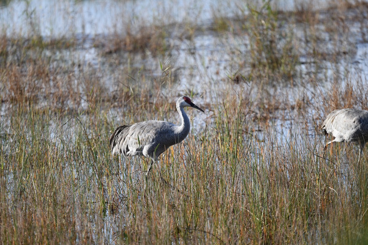 沙丘鶴 - ML645948441