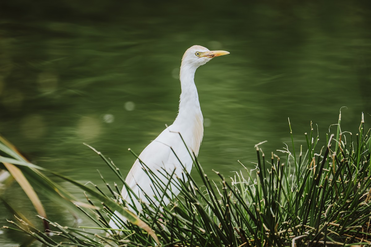 Western Cattle-Egret - ML645948451