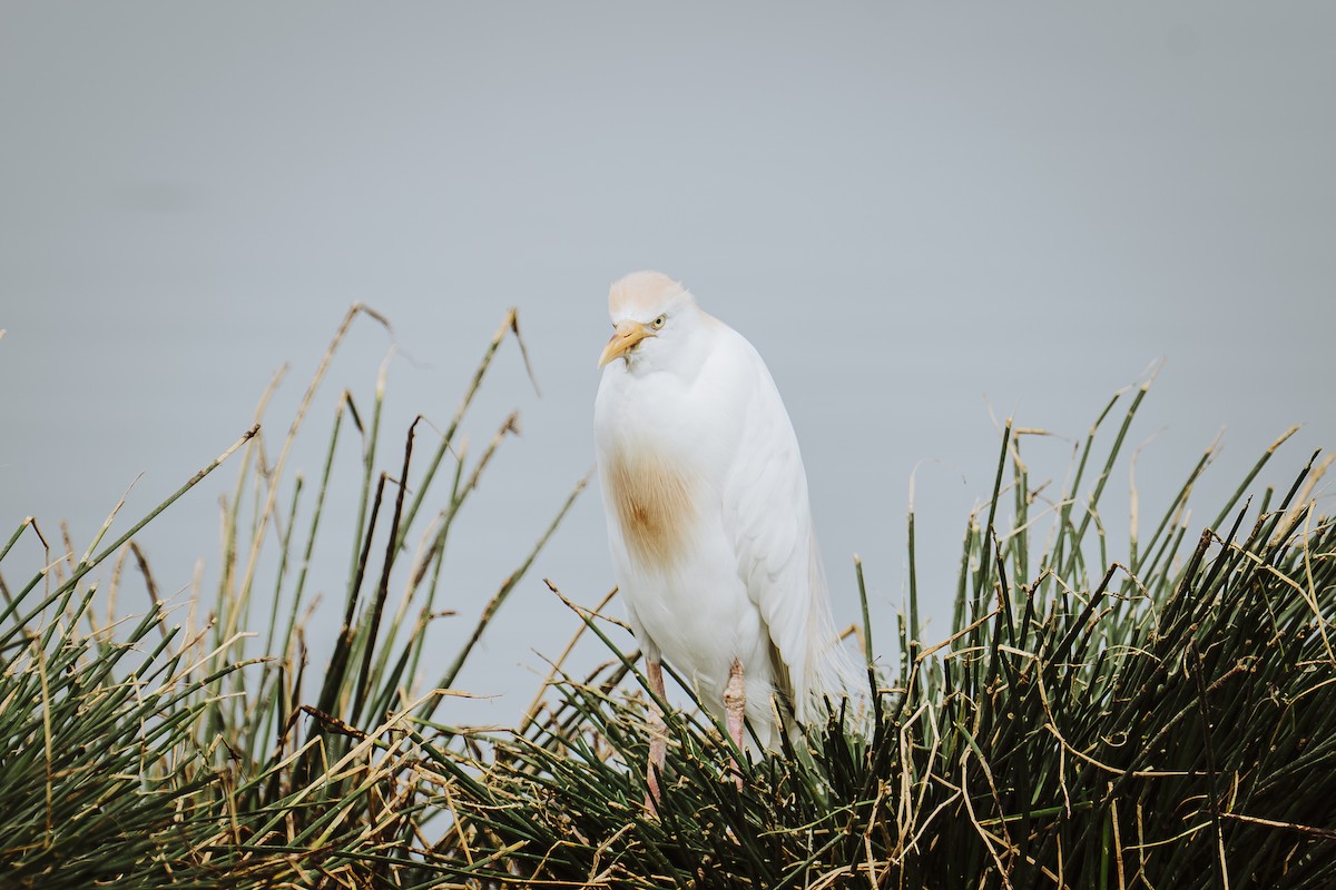 Western Cattle-Egret - ML645948452