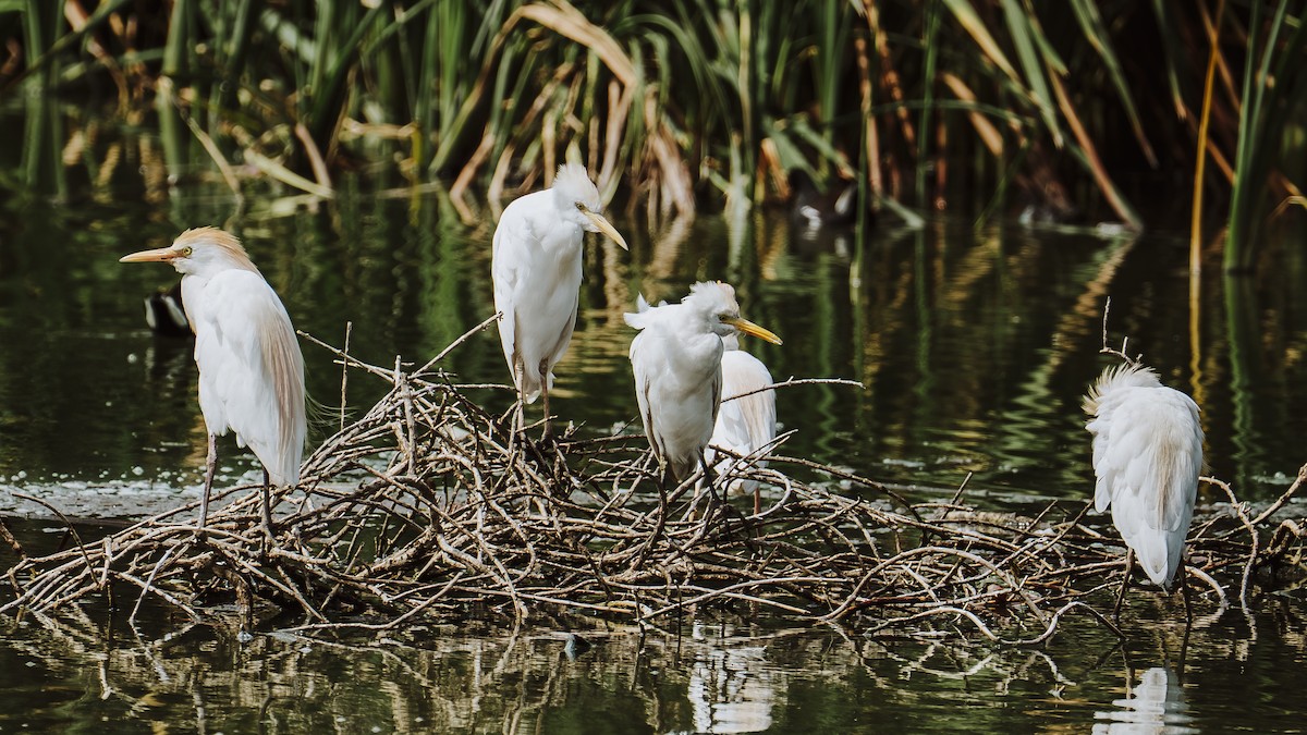 Western Cattle-Egret - ML645948453
