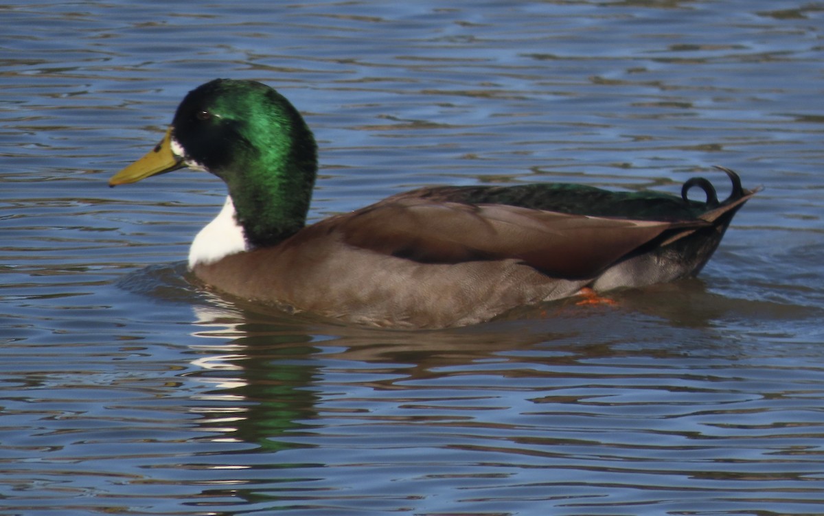 綠頭鴨 - ML645948454