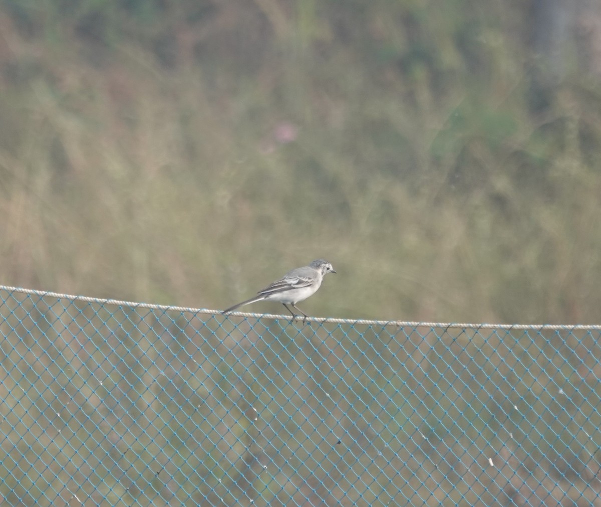 White Wagtail - ML645948456