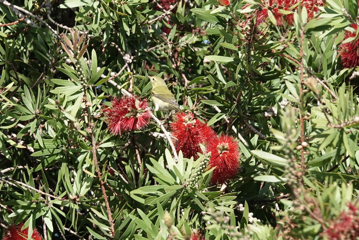 Tennessee Warbler - ML645948457