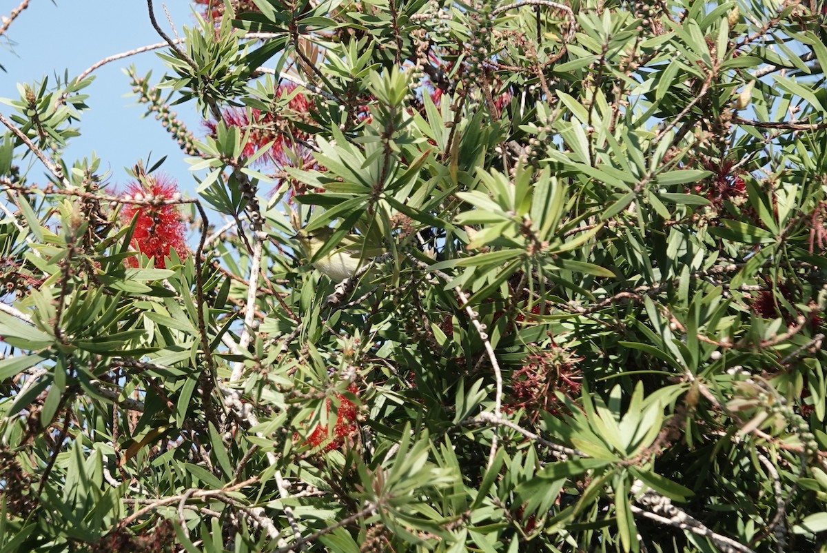 Tennessee Warbler - ML645948458