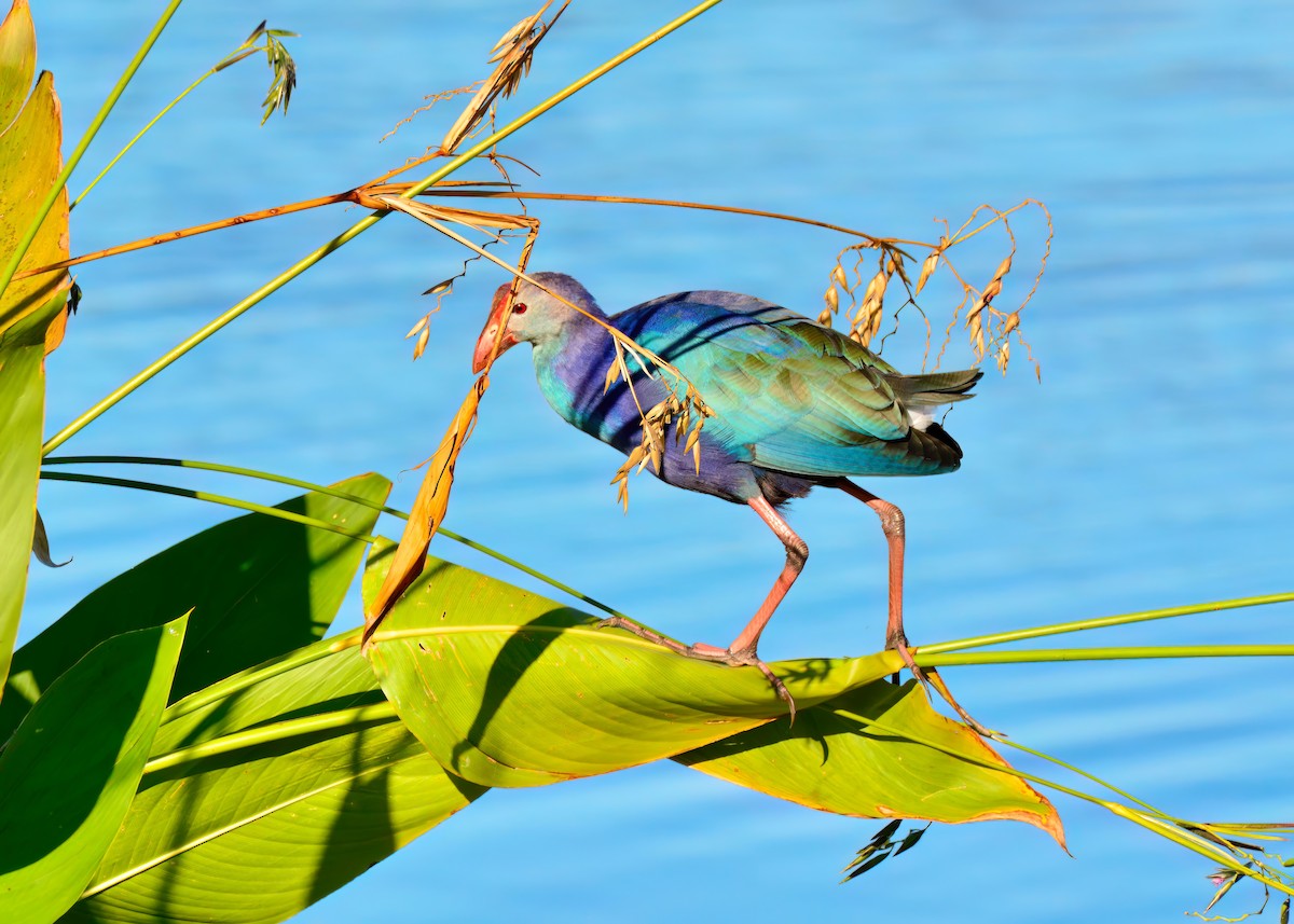 Gray-headed Swamphen - ML645948464