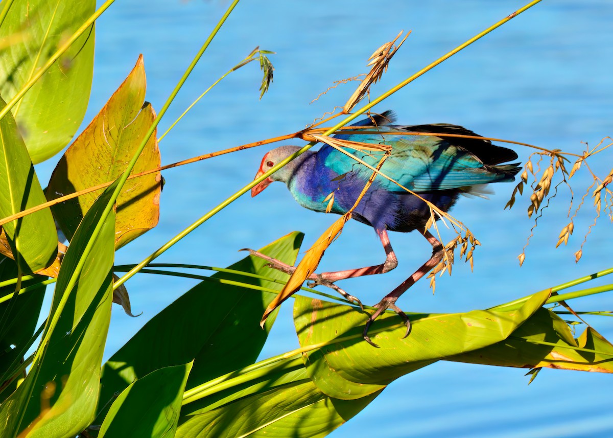 Gray-headed Swamphen - ML645948467