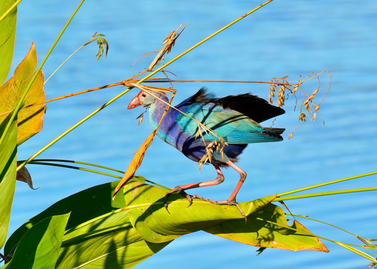 Gray-headed Swamphen - ML645948468