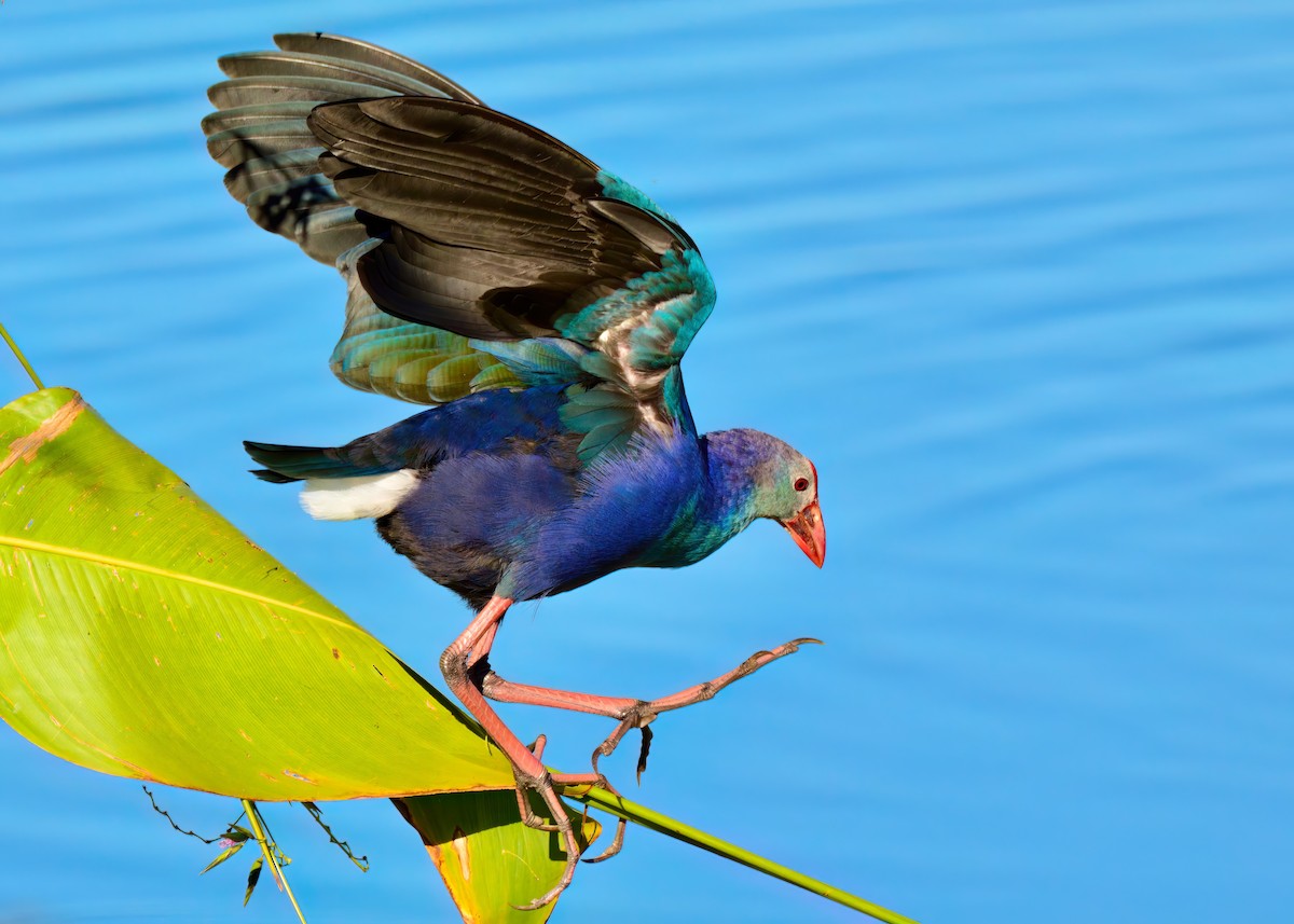 Gray-headed Swamphen - ML645948470