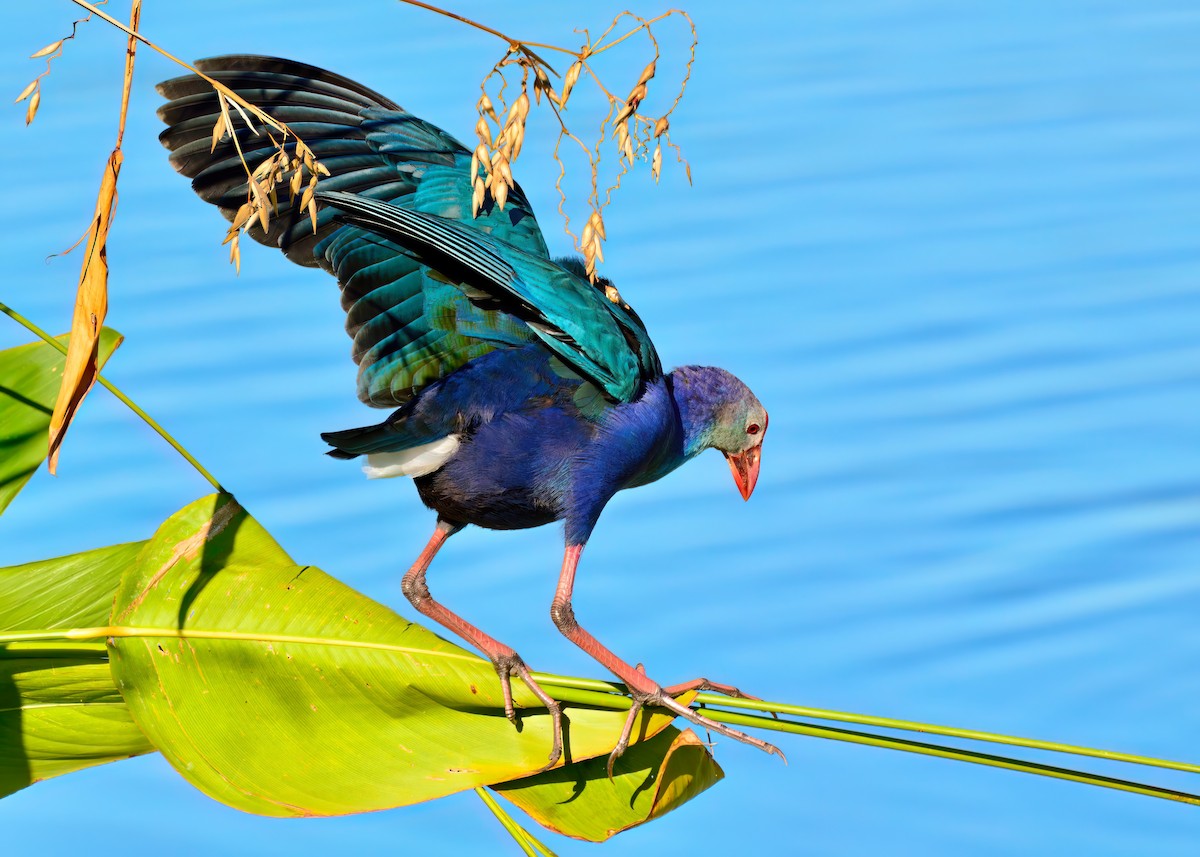 Gray-headed Swamphen - ML645948471