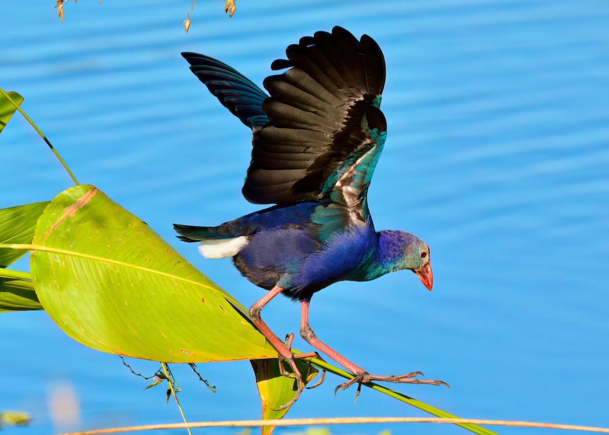 Gray-headed Swamphen - ML645948472