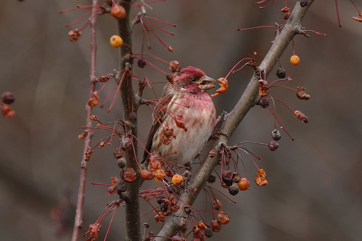 Purple Finch - ML645948475
