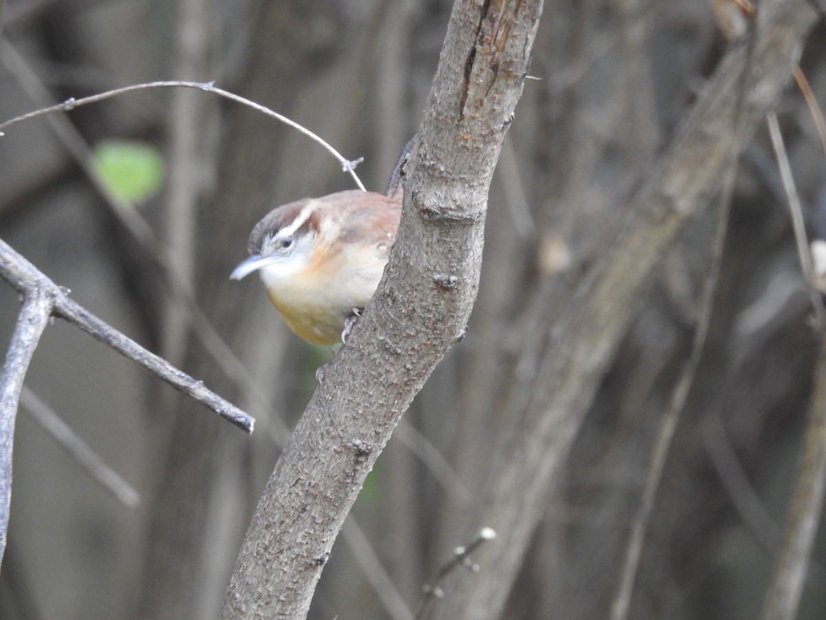 Carolina Wren - ML645948511