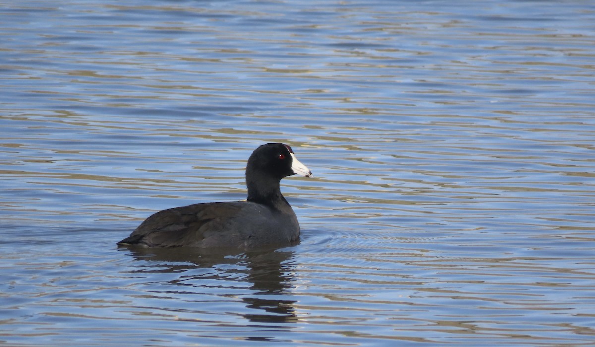 American Coot - ML645948517