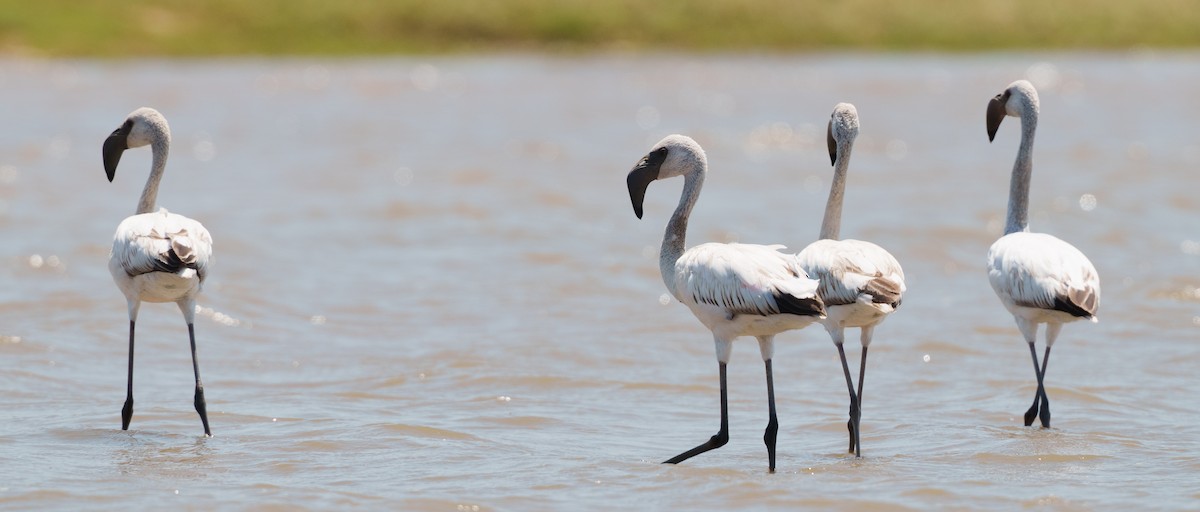 Zwergflamingo - ML645948527