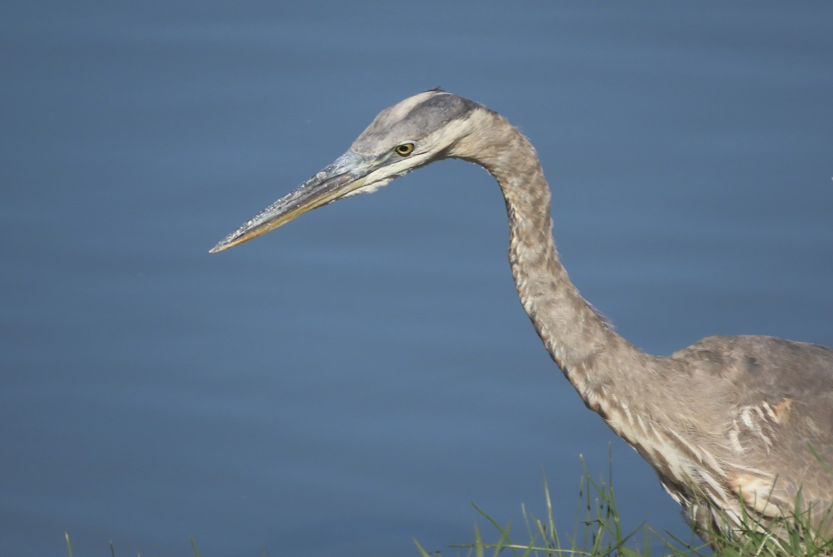 Great Blue Heron - ML645948529