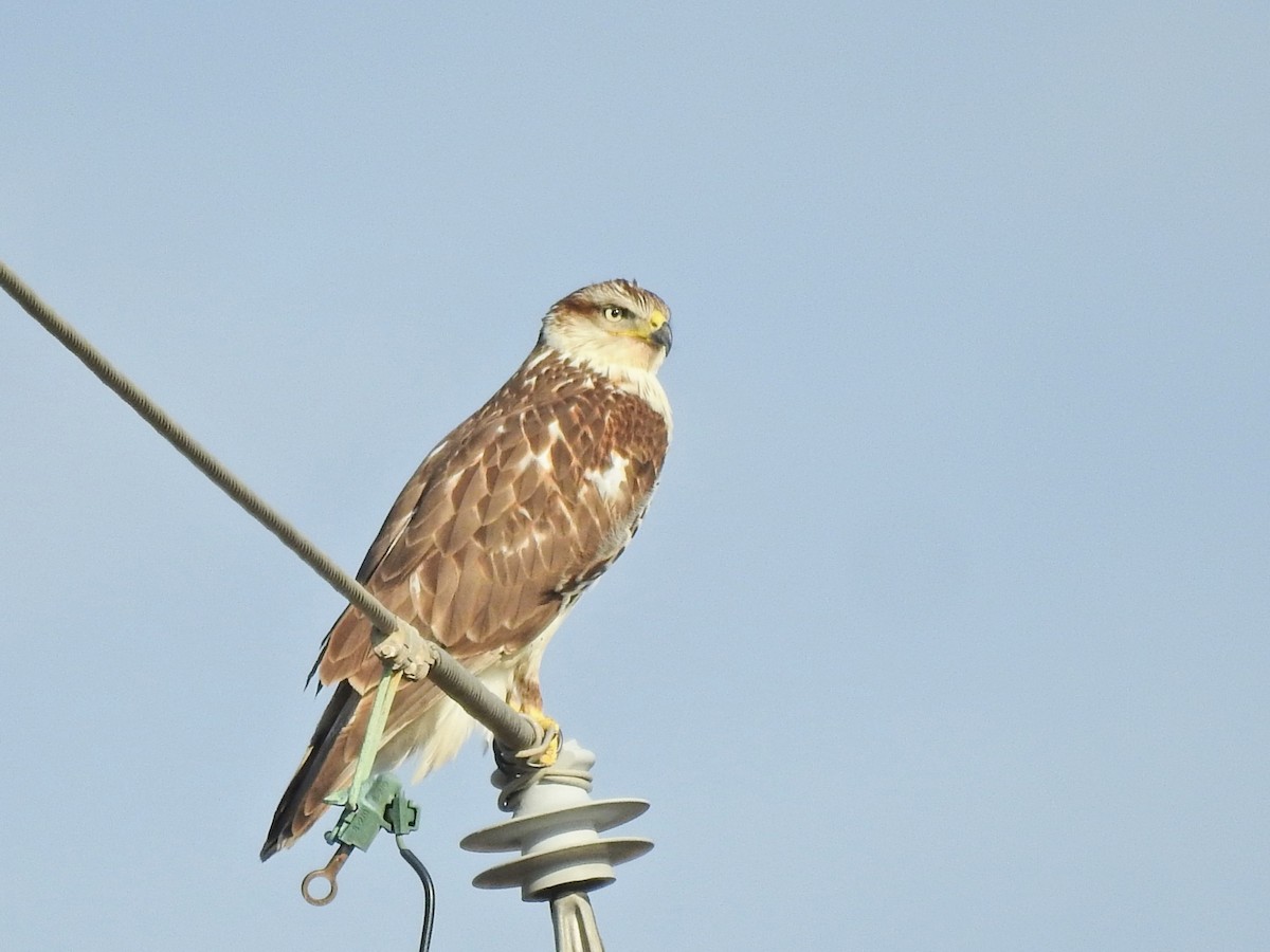 Ferruginous Hawk - ML645948530
