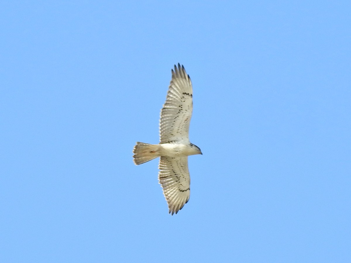 Ferruginous Hawk - ML645948531