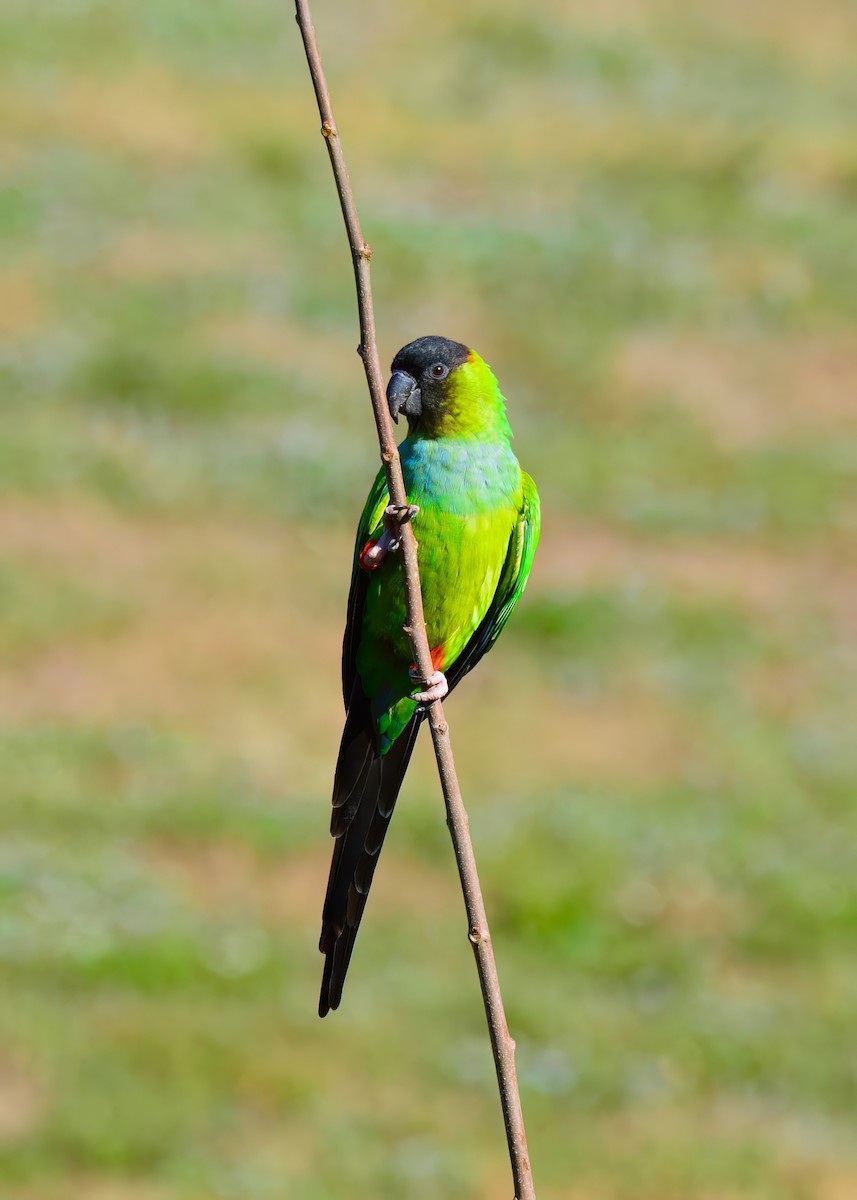 Nanday Parakeet - ML645948534