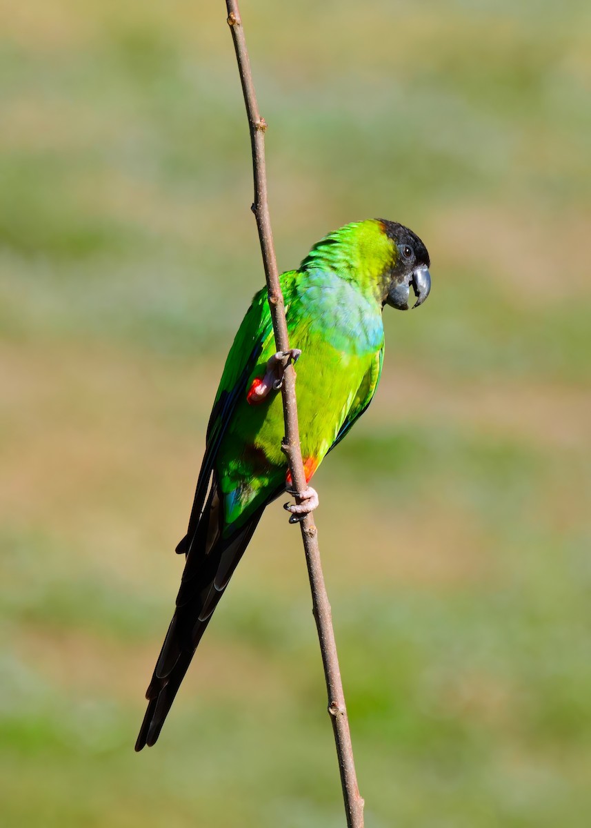 Nanday Parakeet - ML645948535