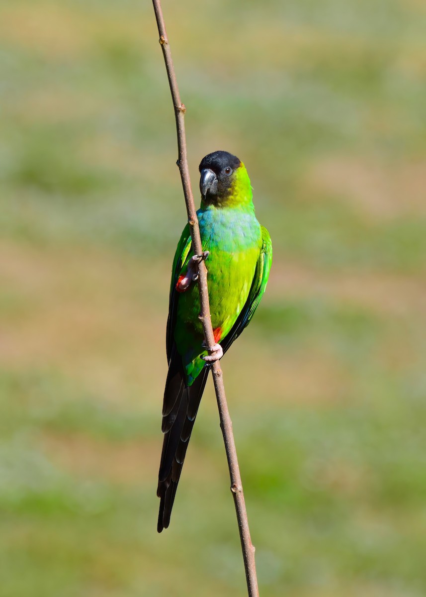 Nanday Parakeet - ML645948536
