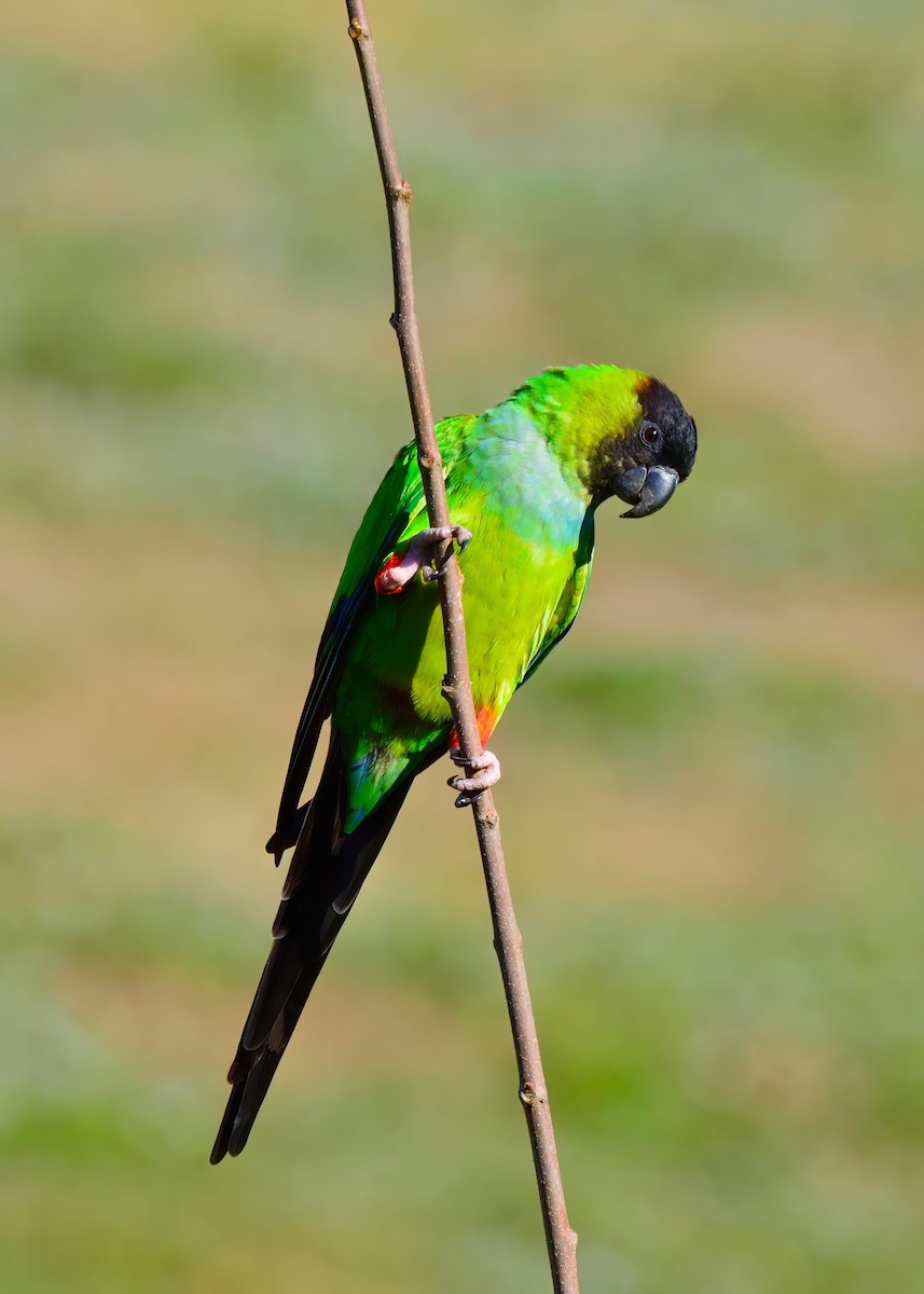 Nanday Parakeet - ML645948537