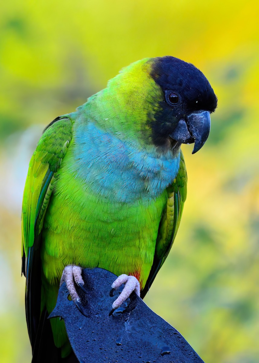 Nanday Parakeet - ML645948538