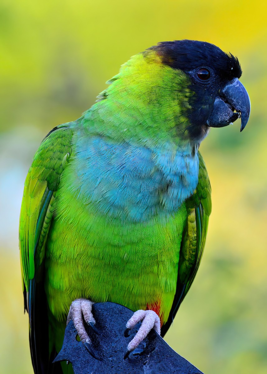 Nanday Parakeet - ML645948539