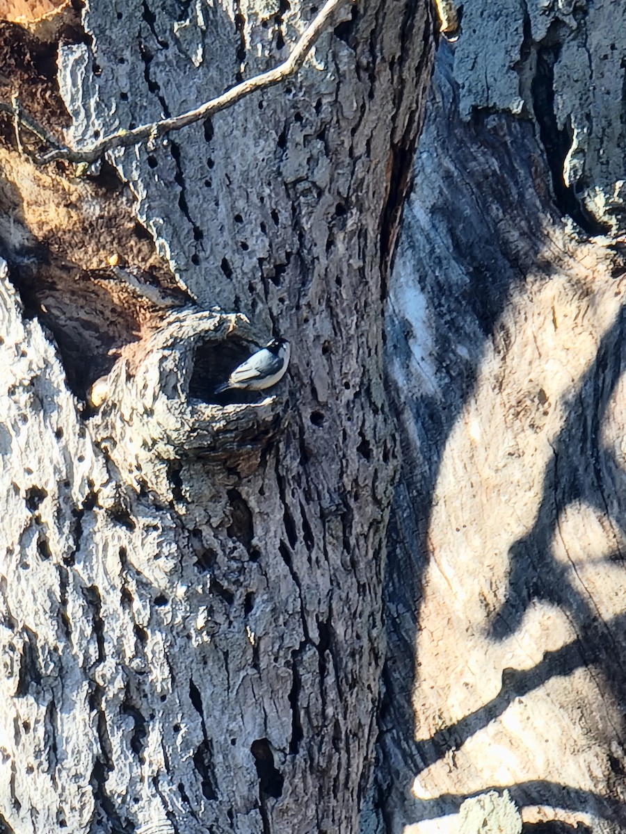White-breasted Nuthatch - ML645948541