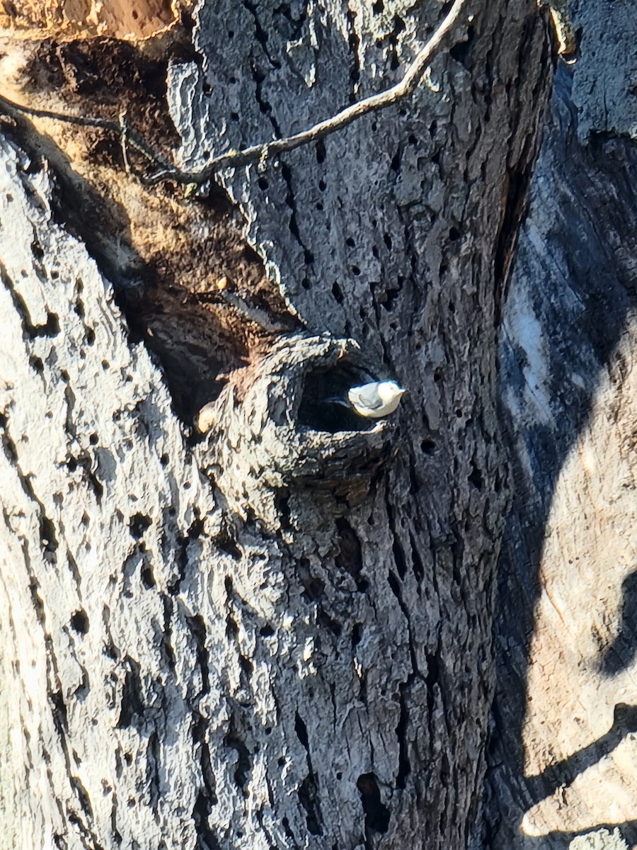 White-breasted Nuthatch - ML645948542