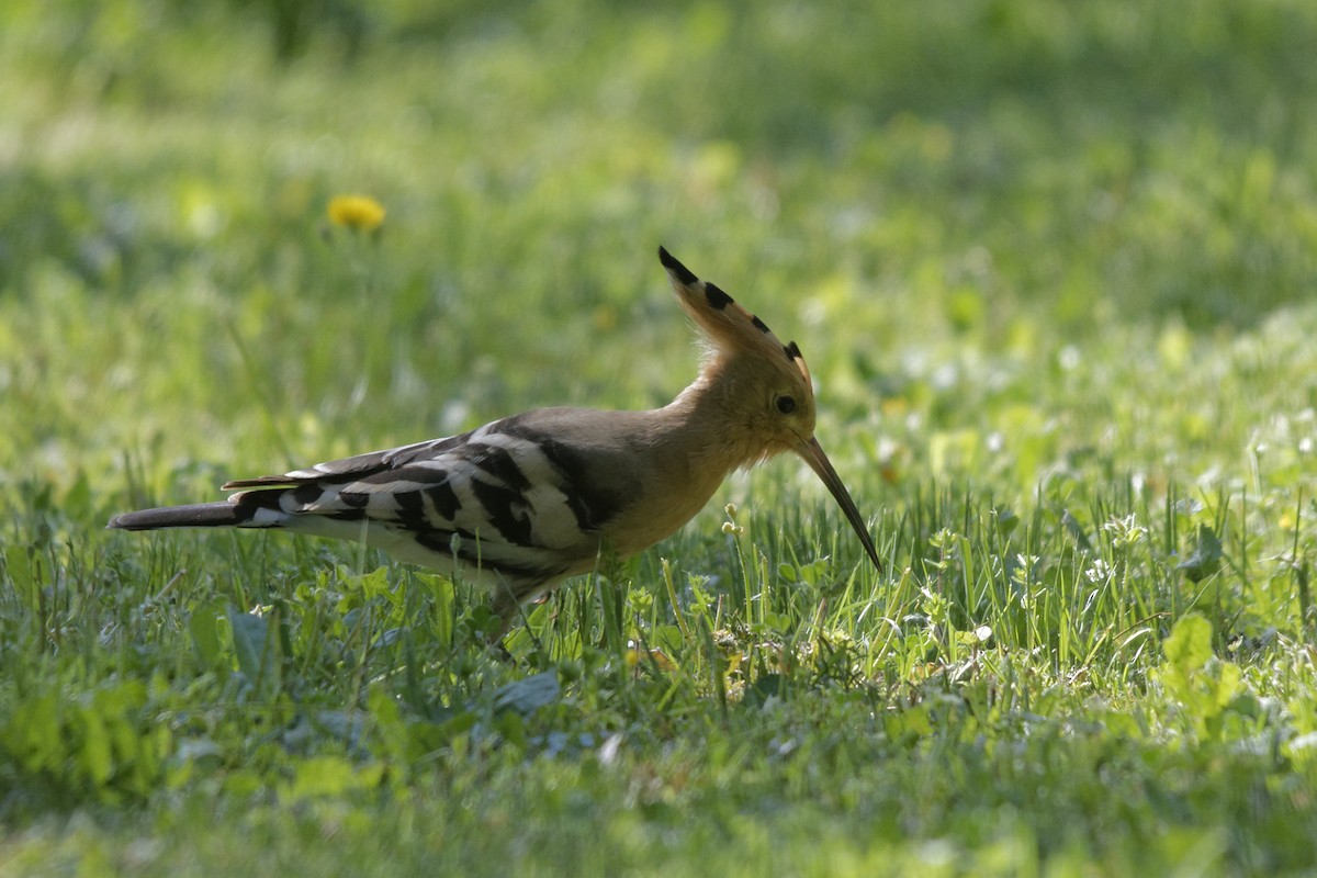 Argi-oilar arrunta - ML645948544