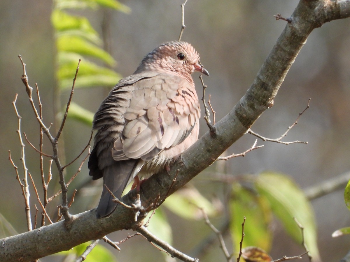 Common Ground Dove - ML645948545