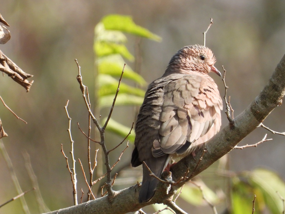 Common Ground Dove - ML645948546