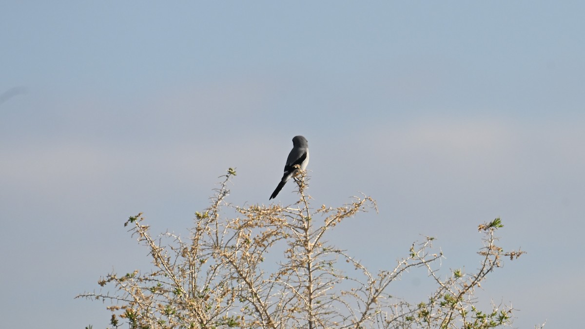 Loggerhead Shrike - ML645948548
