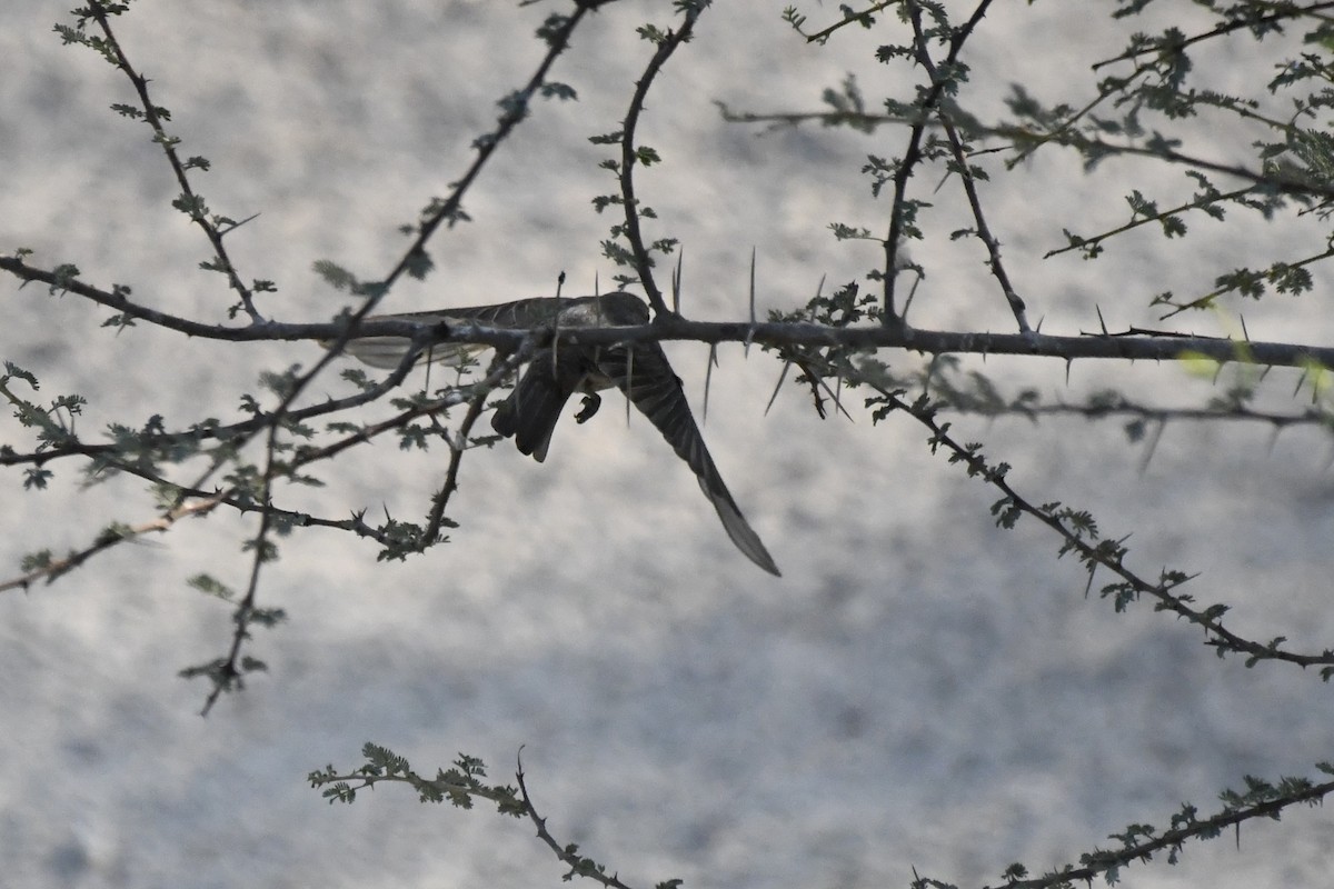 Antzandobi arrunta - ML645948550