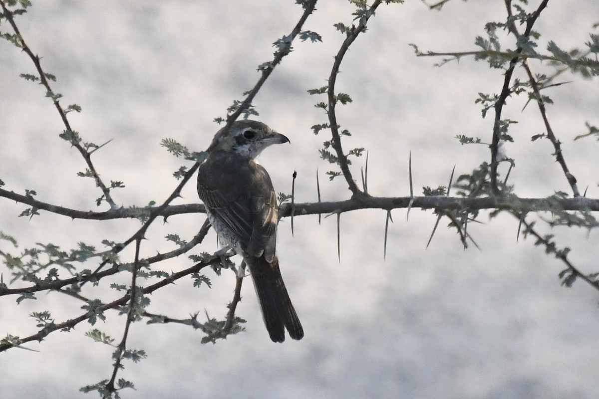 Antzandobi arrunta - ML645948551