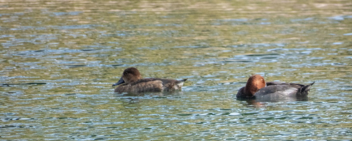 צולל אמריקני - ML645948553