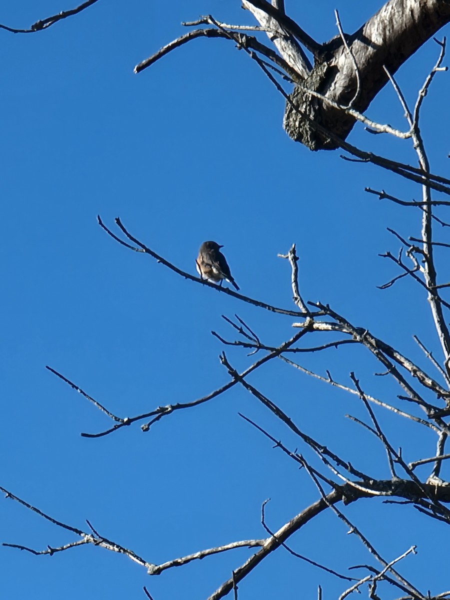 Eastern Bluebird - ML645948554
