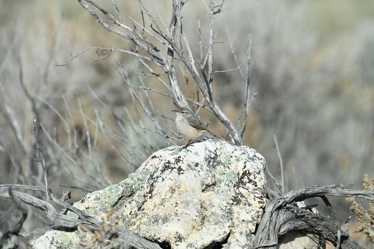 Rock Wren (Northern) - ML645948555