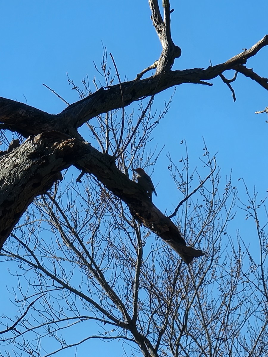 Red-bellied Woodpecker - ML645948556