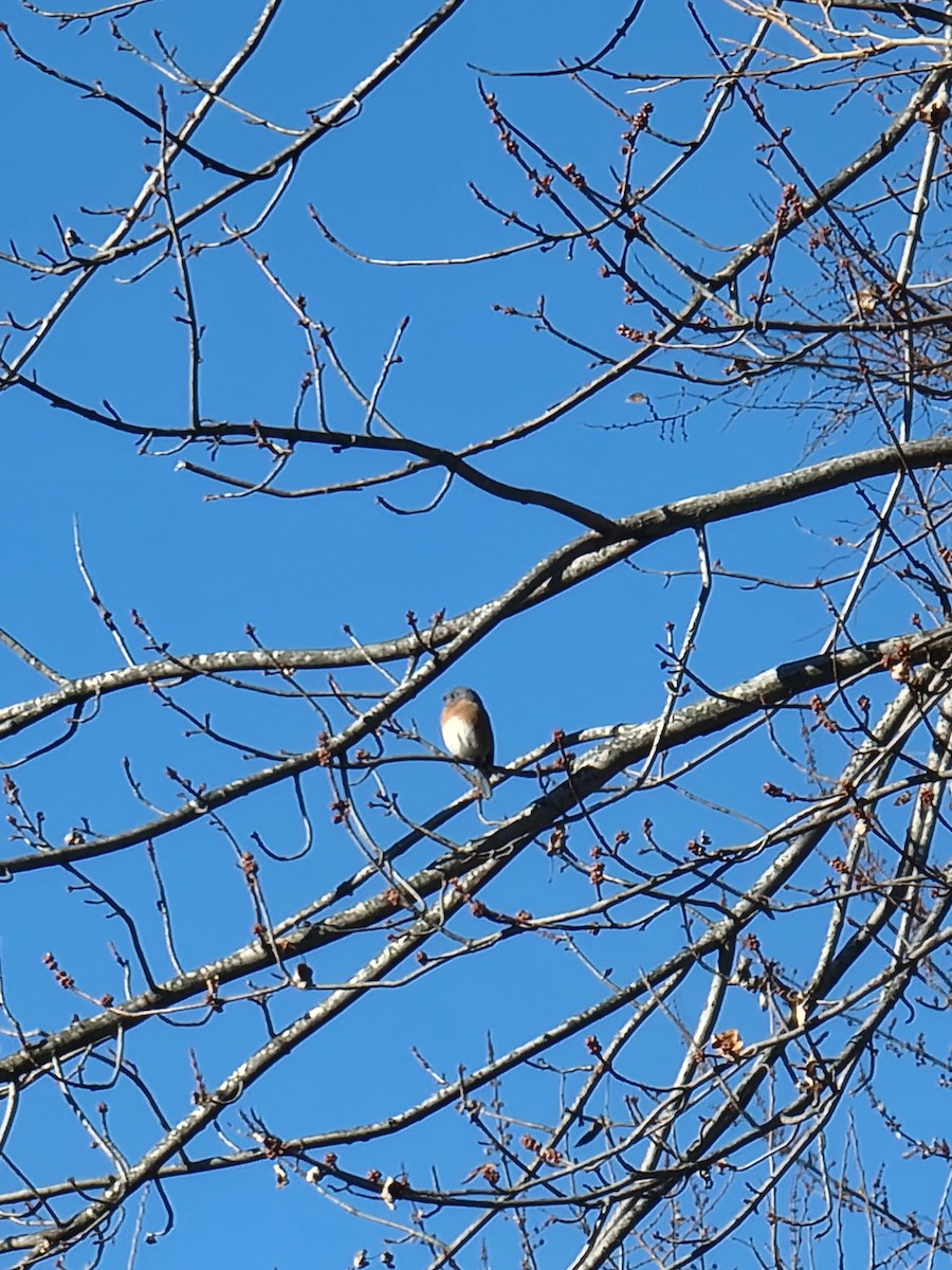 Eastern Bluebird - ML645948557